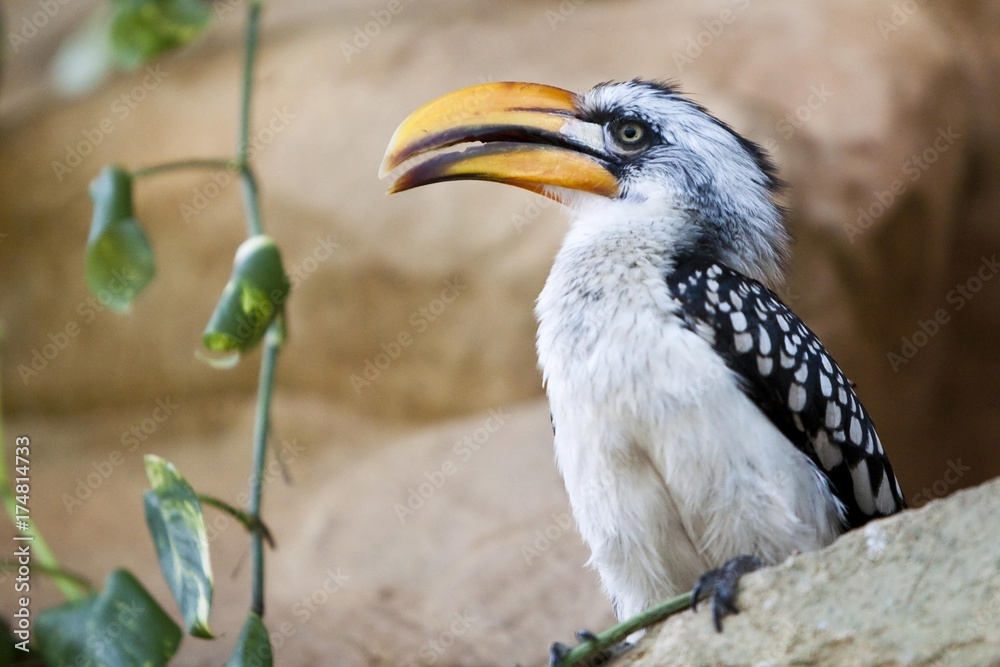 Fototapeta premium Southern Yellow-billed Hornbill (Tockus flavirostris)