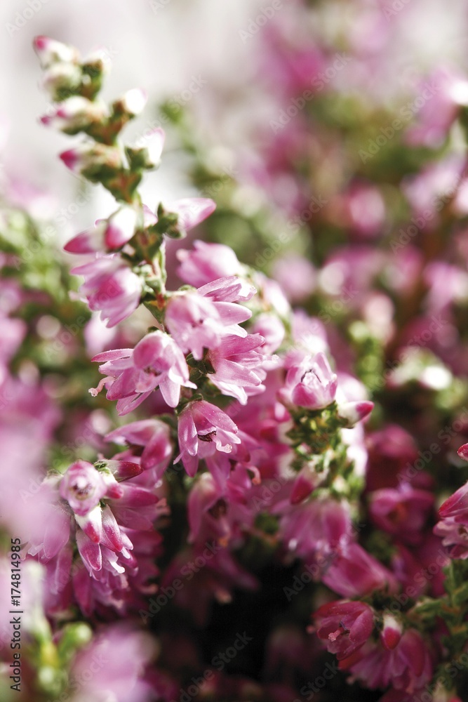 Heather (Calluna)