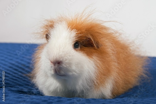 Swiss Teddy guinea pig breed (Cavia porcellus)