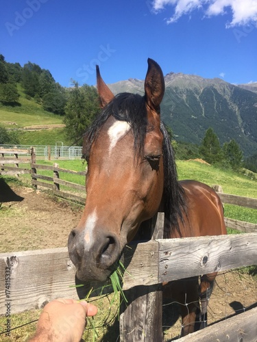 cavallo cavalli cavalcare recinto fieno natura maneggio