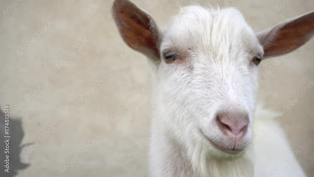 A cute young white goat looks in different directions close up. A cute young white goat looks in different directions close up.