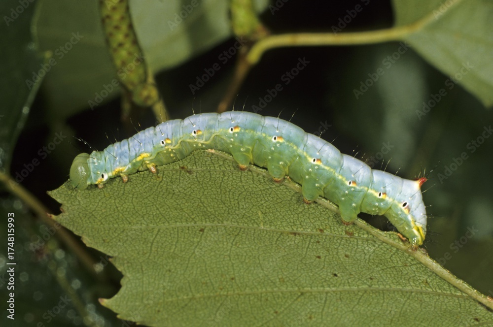 Naklejka premium Coxcomb Prominent Caterpillar (Ptilodon capucina), eating