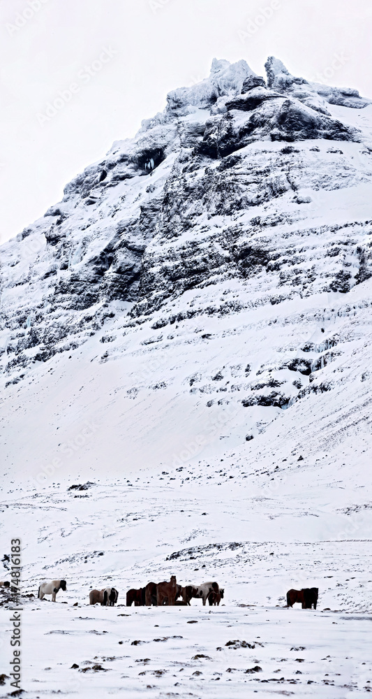 A herd of icelandic horses beneath a snow covered mountain