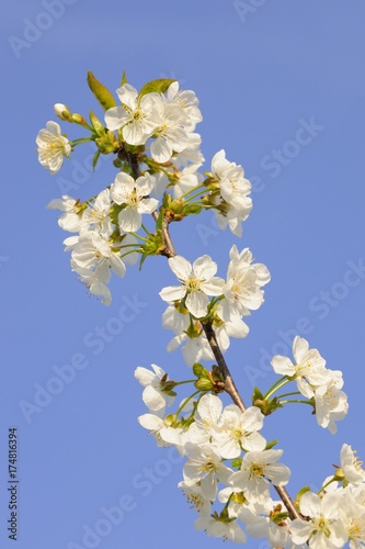 Blossoming cherry tree, detail view of branch