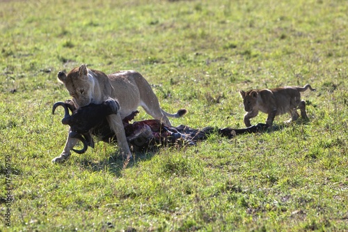 Lioness (Panthera leo) carrying a captured Blue Wildebeest (Connochaetes taurinus), with a lion cub following, Masai Mara National Reserve, Kenya, East Africa, Africa, PublicGround, Africa