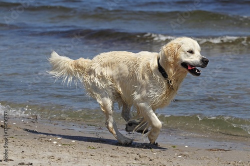 Golden Retriever dog (Canis lupus familiaris), male, two years, running on the beach
