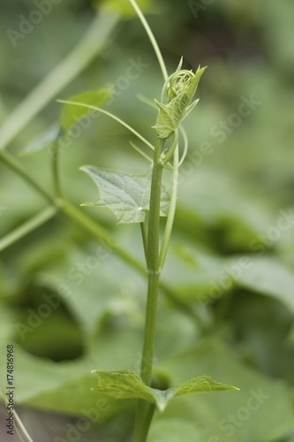 Chayote (Sechium edule) vine plant, Beau-Bassin, Mauritius, Africa