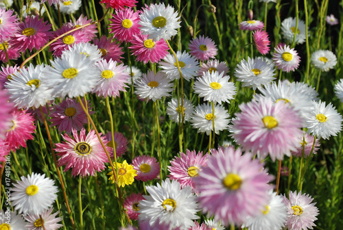 Photography Close up of pink and white everlasting daisies showing yellow eye and delicate p