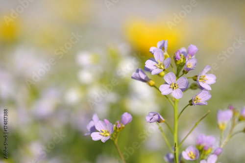 Cuckoo Flower  Card amines pratensis  on a spring meadow