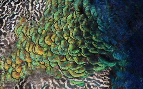 Fototapeta Naklejka Na Ścianę i Meble -  Peacock feathers