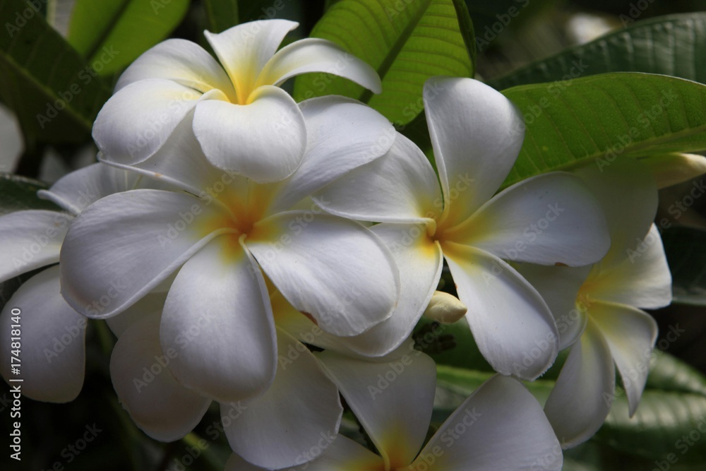 Obraz premium Frangipani (Plumeria), Mahe island, Seychelles, Africa, Indian Ocean, Africa