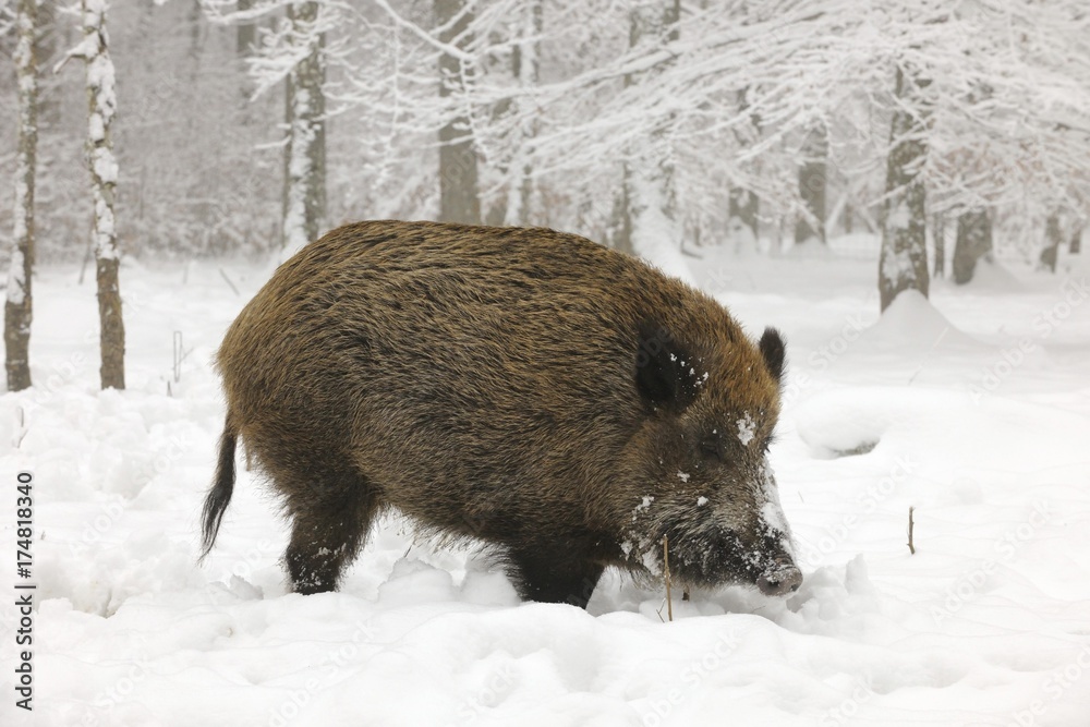 Wild boar (Sus scrofa), tusker in a snowy forest in winter Wild boar (Sus scrofa), tusker in a snowy forest in winter