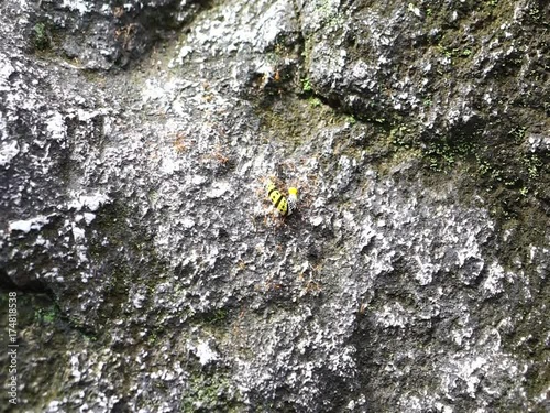 Ants bite caterpillars color