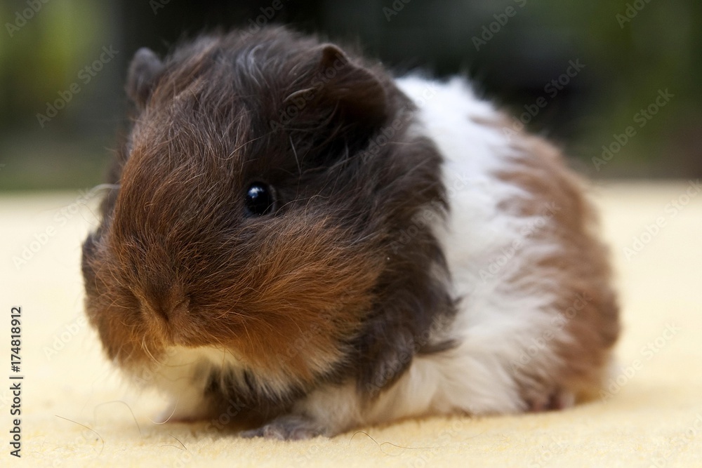 Young guinea pig, Swiss Teddy breed, chocolate-gold-white coloured Young guinea pig, Swiss Teddy breed, chocolate-gold-white coloured