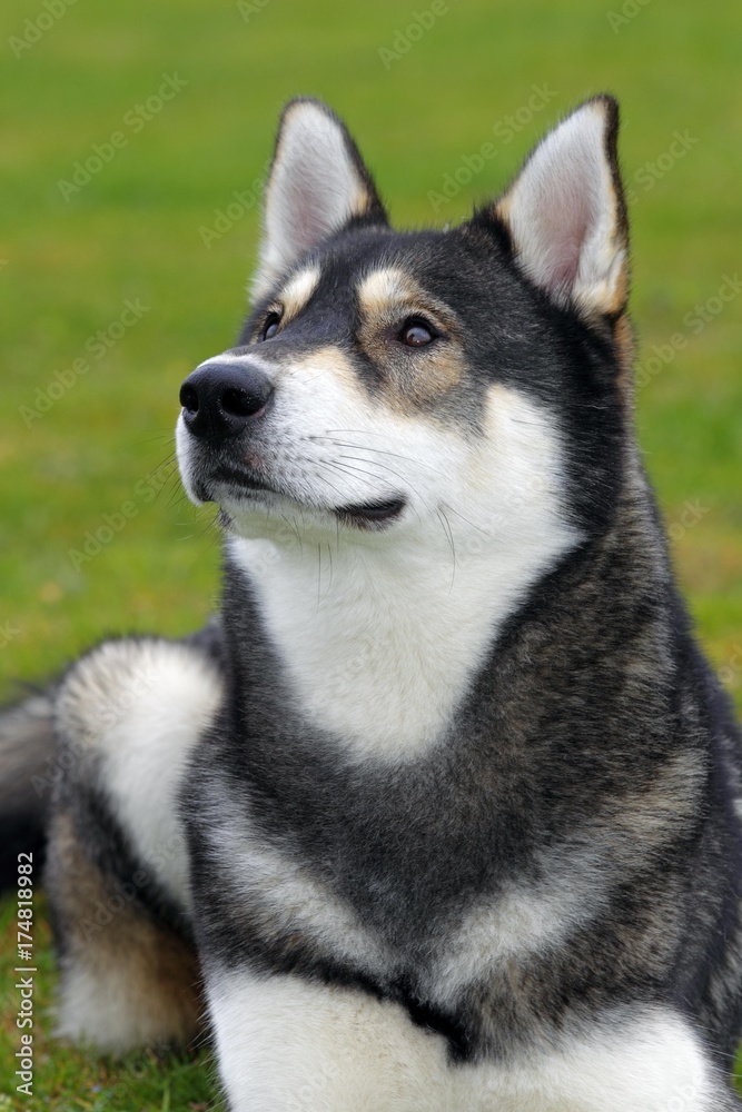 Siberian Husky (Canis lupus familiaris), one year old male, portrait
