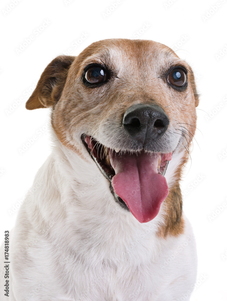 old jack russel terrier