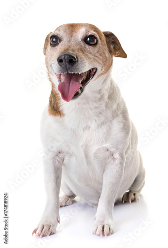 Fototapeta Naklejka Na Ścianę i Meble -  old jack russel terrier