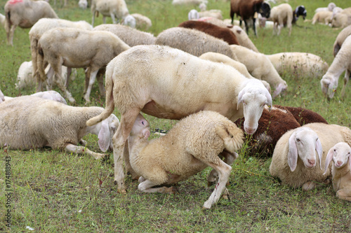 Quadro em tela mother sheep feeding her lamb in the midst of the flock