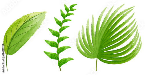 Three types of green leaves