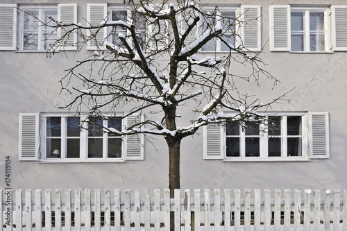 Snow-covered tree behind a white fence, Harlaching, Munich, Bavaria, Germany, Europe
