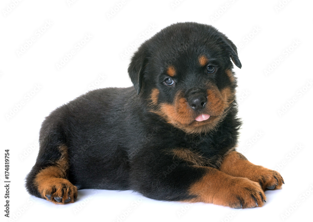 puppy rottweiler in studio