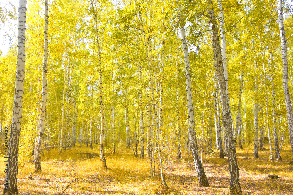 Obraz premium birch forest