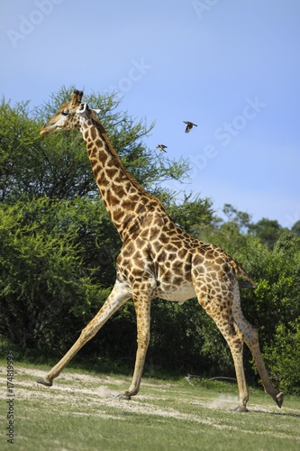 Giraffe  Giraffa camelopardalis   Bwabwata National Park  formerly Caprivi National Park  Mahango National Park  Caprivi  Namibia  Africa