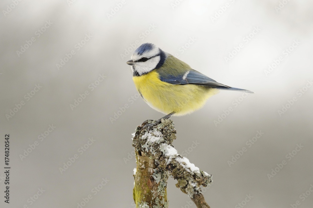 Obraz premium Blue Tit (Parus caeruleus)