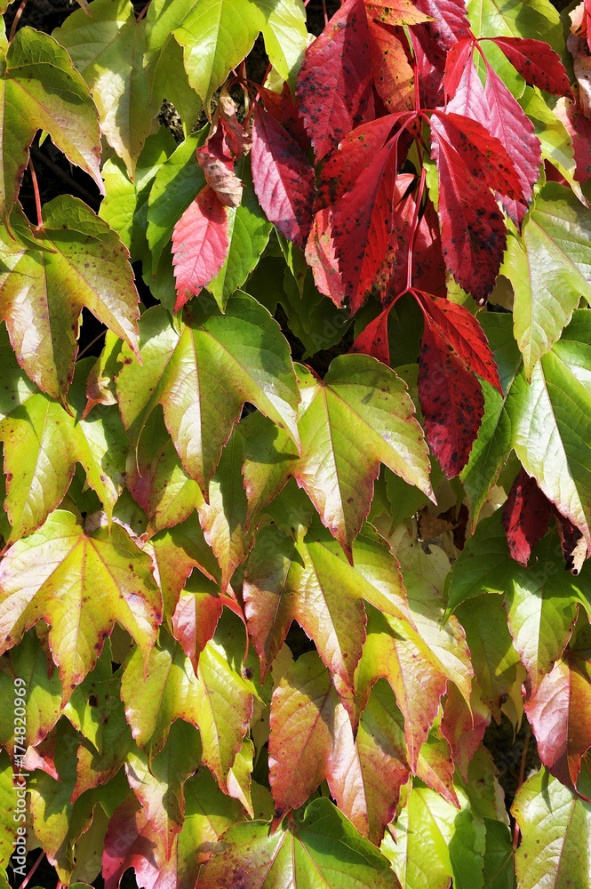 Virginia Creeper vs Boston Ivy: What's the Difference? - A-Z Animals