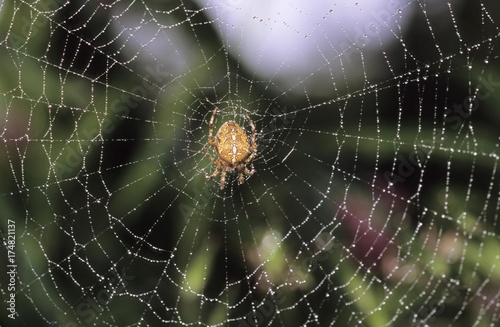 European garden spider (Araneus diadematus) in web with dew drops