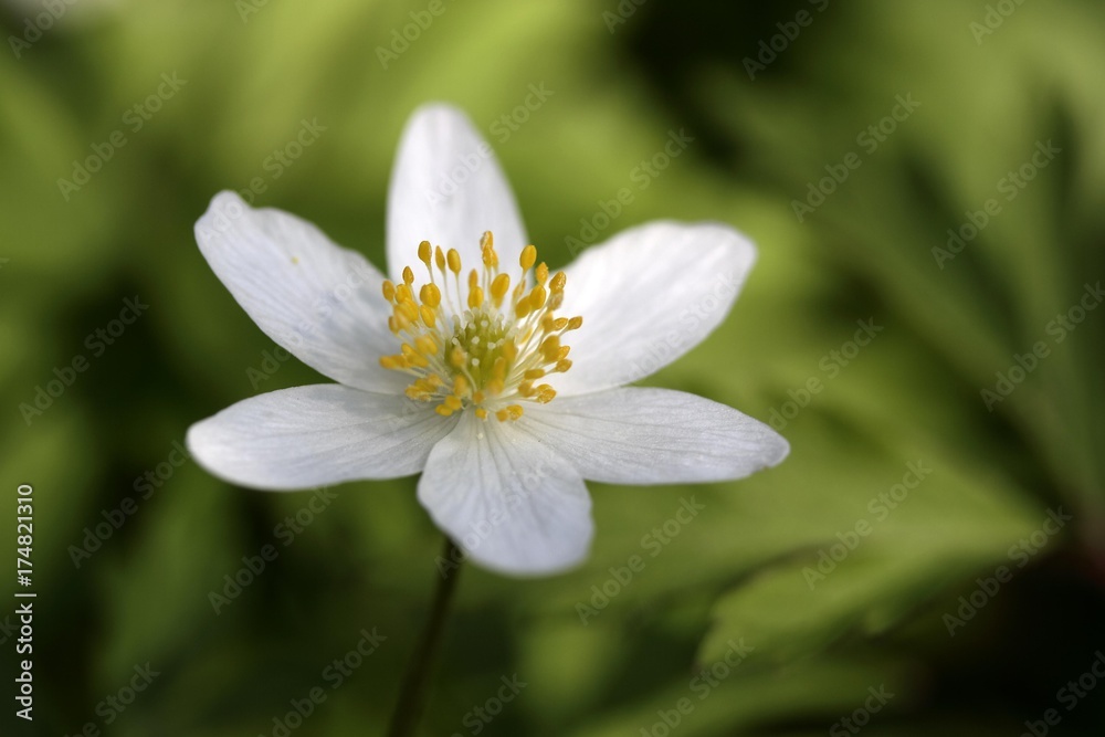 Wood anemone (Anemone nemorosa) Wood anemone (Anemone nemorosa)