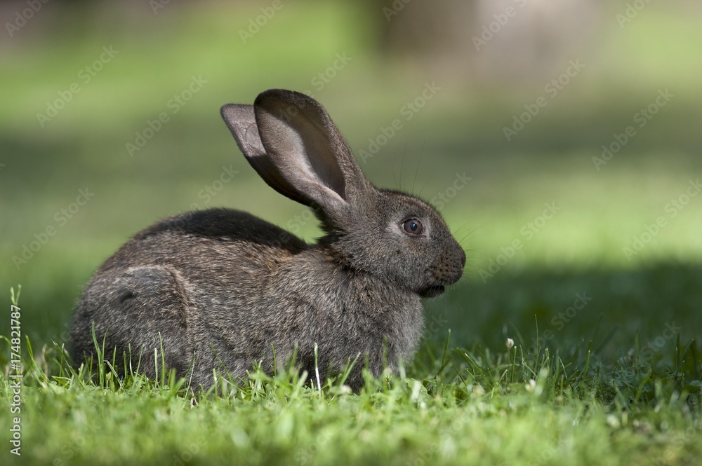 Domestic rabbit (Oryctolagus cuniculus forma domestica) in meadow, Poland, Europe