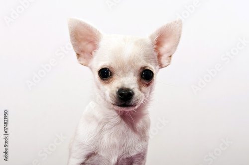 Chihuahua puppy © imageBROKER