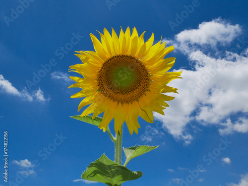 sunflower blue sky background