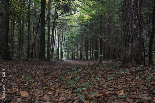 Foto Primeval forest, Bavarian forest national park, autumn