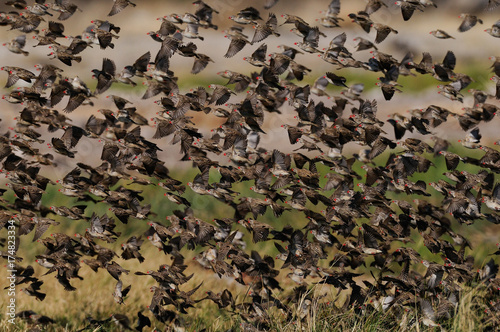 Blutschnabelweber Schwarm, (Quelea quelea), Etosha Nationalpark, Namibia