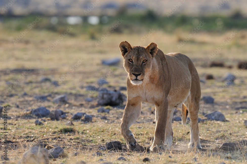 Löwin, Etosha Nationalpark, Namibia, (Panthera leo) Löwin, Etosha Nationalpark, Namibia, (Panthera leo)