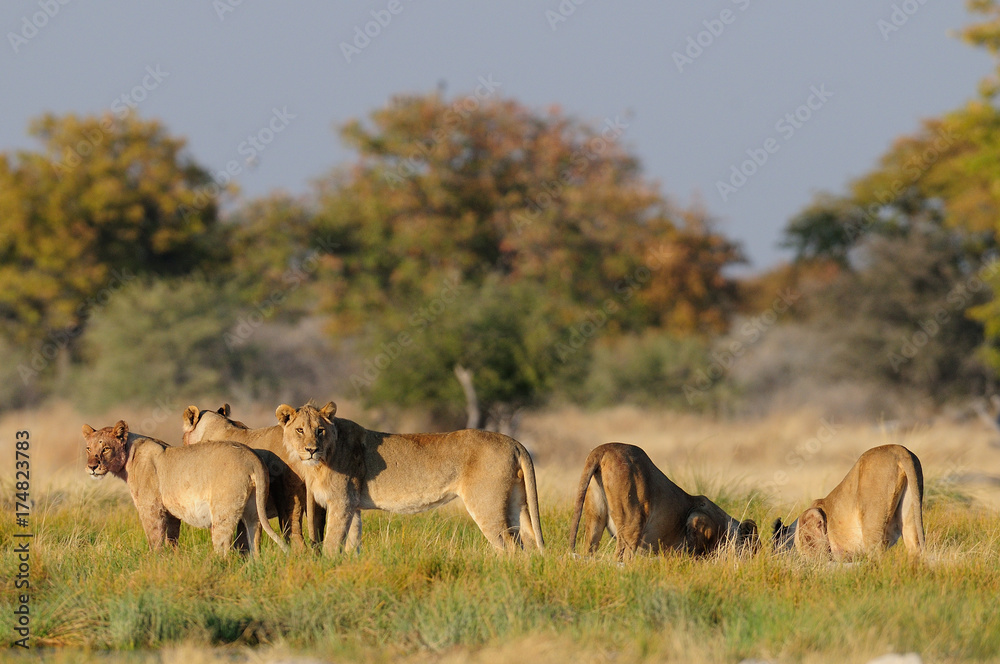Löwen Rudel, Etosha Nationalpark, Namibia, (Panthera leo) StockFoto
