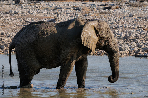 Afrikanischer Elefant beim Schlammbad, Etosha Nationalpark, Namibia, (Loxodonta africana) photo