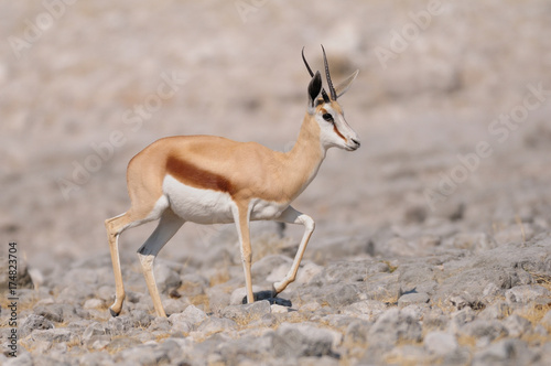 Springbock, Etosha Nationalpark, Namibia