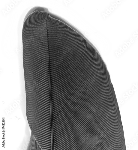 feather texture background