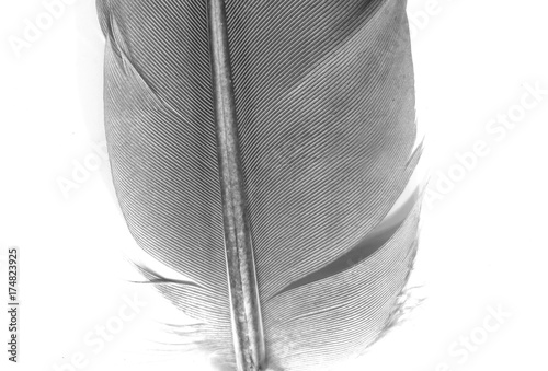 feather texture background