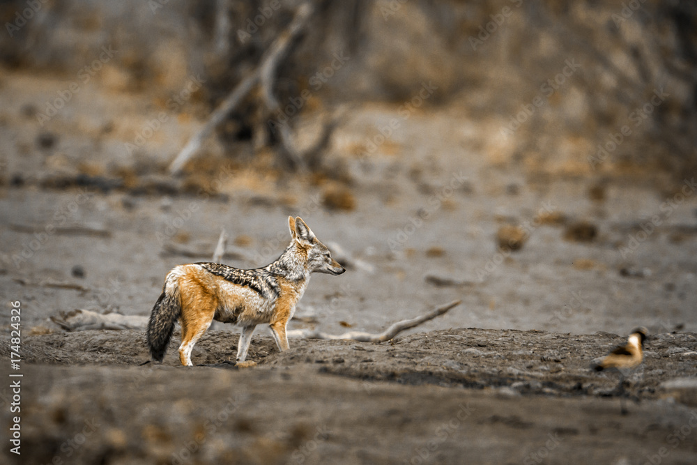 Black-backed jackal in Kruger National park, South Africa Black-backed jackal in Kruger National park, South Africa