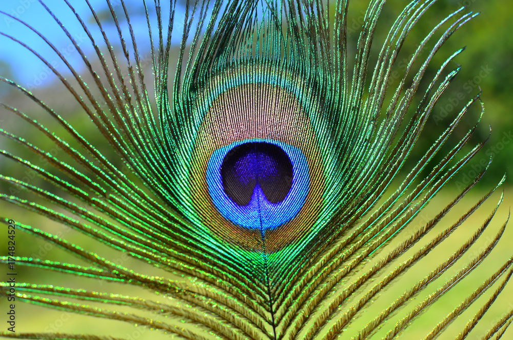 Obraz premium Peacock feather