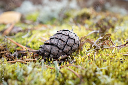 brown pine cone lying in the grass