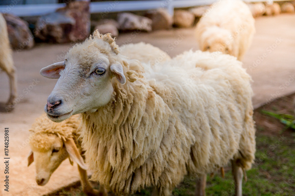 Sheep in farm on sunshine. happy holiday. Sheep in farm on sunshine. happy holiday.