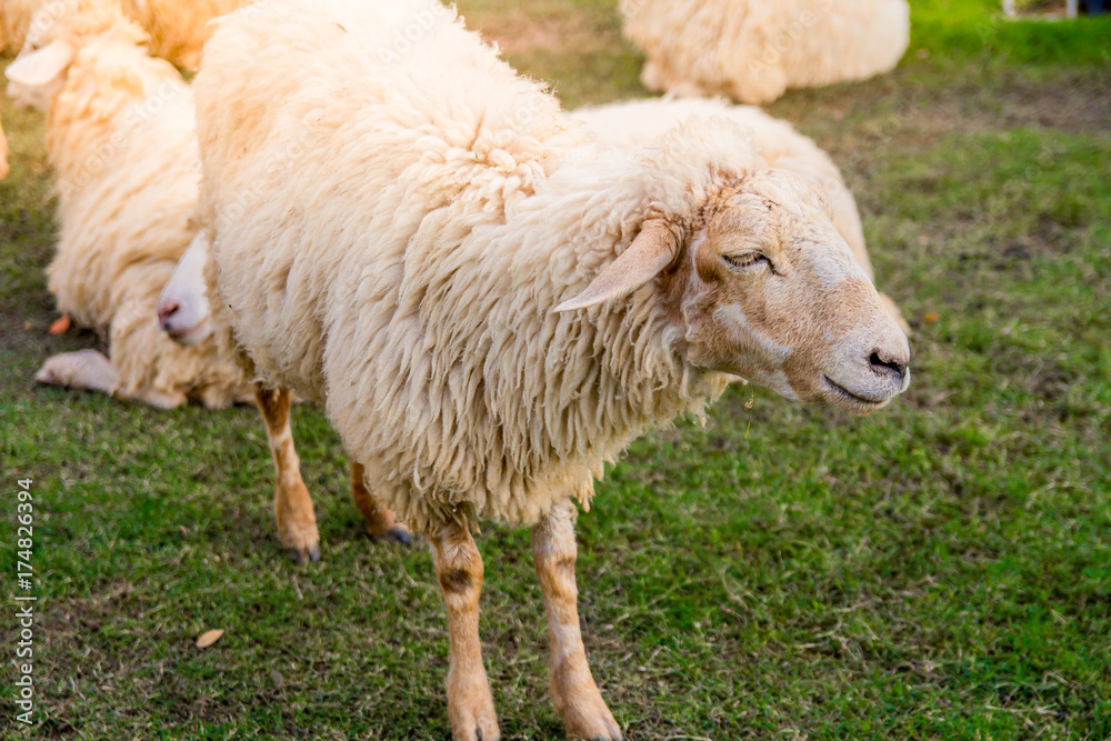 Sheep in farm on sunshine. happy holiday. Sheep in farm on sunshine. happy holiday.