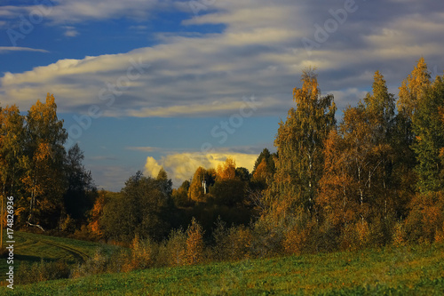 Autumn forest with multicolored foliage