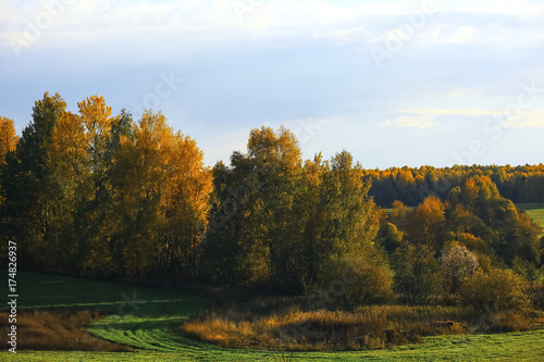 Autumn forest with multicolored foliage © kichigin19