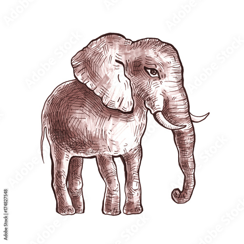 Hand drawn elephant.